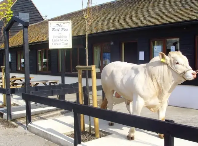 Atlas the Bull statue welcomes guests outside The Bull Pen, a top-rated restaurant in Radlett, Hertfordshire.